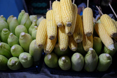 Organic sweet corn ready to burn, some have been peeled and the leaves removed so they look clean and fresh.の写真素材