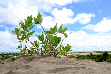 Vines that grow in the sandbanks area of Parangkusumo Beach and function as an abrasion barrier.の写真素材