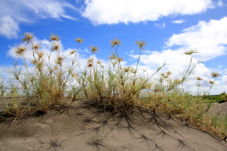 Spiny grass, a vine that grows wild in the sandbanks area of Parangkusumo Beach and functions as an abrasion barrier.の写真素材