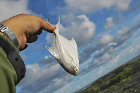 A man lifts a fish to die suddenly because of an ecological disaster
