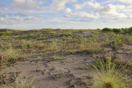 Spiny grass, a vine that grows wild in the sandbanks area of Parangkusumo Beach and functions as an abrasion barrier.の写真素材