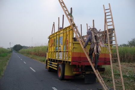 Klaten, Indonesia, Jul 3, 2021. Sugarcane farmer loading sugarcane harvest onto truck.のeditorial素材