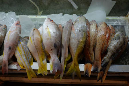 Grouper and other fish that are peddled as examples for sale.の写真素材