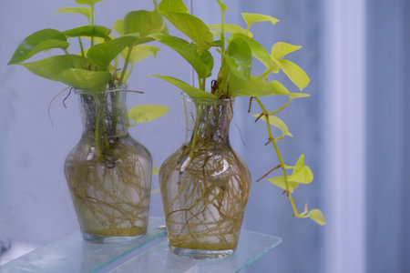 Blurred image, transparent pot of green plant placed near the mirror.の写真素材