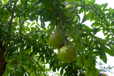 Berenuk fruit, which has the Latin name Crescentia Cujete, has a lot of flavonoid content that...
