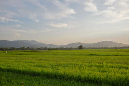 Expanse of green rice plants in fertile land with sufficient intensity of sunlight.の写真素材