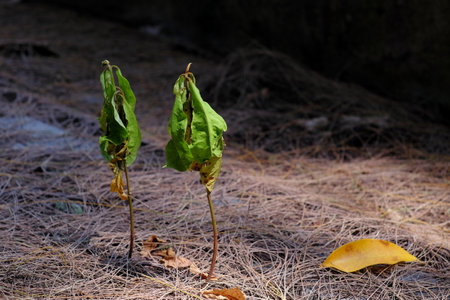Two sprigs of wild plants growing on the fallen leaves of a pine tree that are brittle and dry.の写真素材