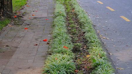 Asphalt road and pedestrian path separated only by greenery.の写真素材