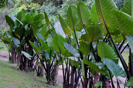 Rows of Alocasia Macrorrhiza 'Black Stem' plants, a rare and unusual type of elephant ear ornamental plant. In addition to the beauty of its wide green leaves which are supported bの写真素材