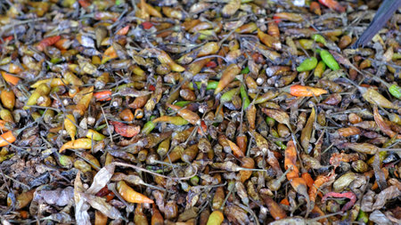 Rotten and dried chilies, that cannot be sold.の写真素材