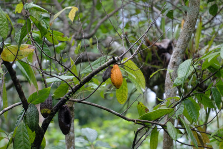 Cocoa (Theobroma cacao L) pods that turn yellow because they are ripe, and some are left to rot on the tree.の写真素材