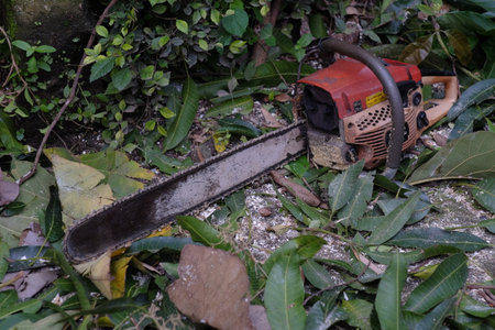 Chainsaws, usually used to cut trees that have a large diameter.の写真素材