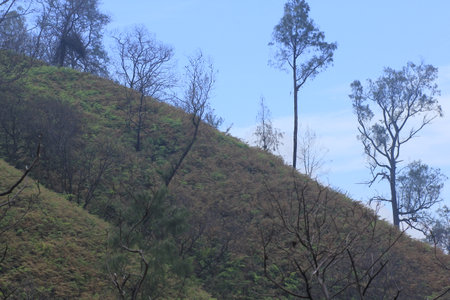 Mountain ridges with sparse tree vegetation and dominated by bushesの写真素材