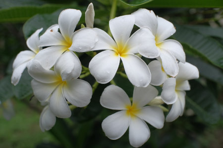 Frangipani, Templetree or Templetree flower in natureの写真素材