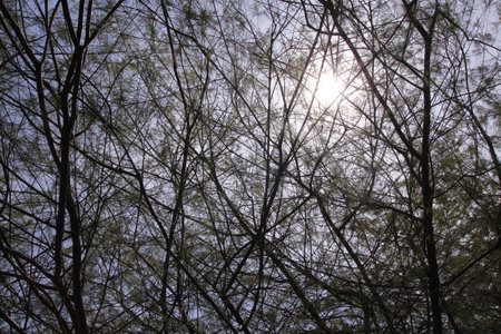 Defocused background of irregular pine tree branches with sunlight from behindの写真素材