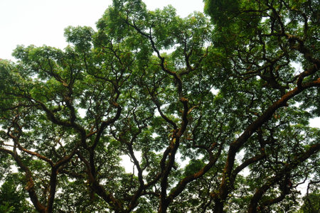 A grainy natural background, towering tree branches or twigs with dense, calming leavesの写真素材