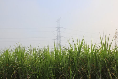 Dense rows of sugar cane trees with a strong electric current network in the backgroundの写真素材