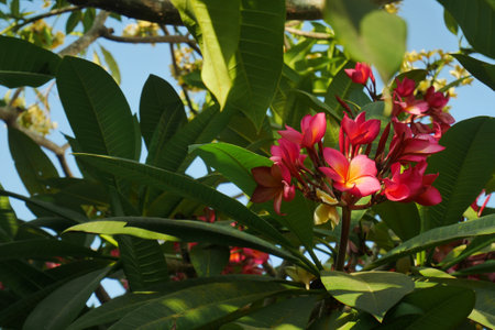 Red Frangipani or Plumeria Rubra, a beautiful flower from a type of tropical plant that often decorates gardens or home gardens.の写真素材