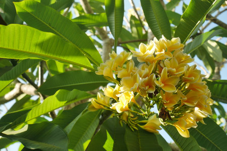 Yellow Frangipani or Plumeria Alba, a beautiful flower from a type of tropical plant that often decorates gardens or home gardens.の写真素材