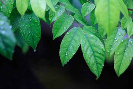 Lush foliage with dewdrops after the rain. A cool and calming tropical atmosphere.の写真素材