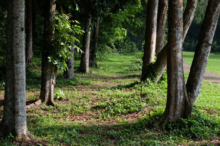 Grassy path in the countryside between sturdy tree trunks creates something like a corridor or alley.の写真素材