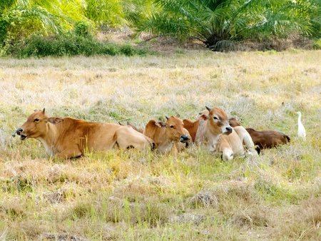cows and a calf are eating grassの写真素材