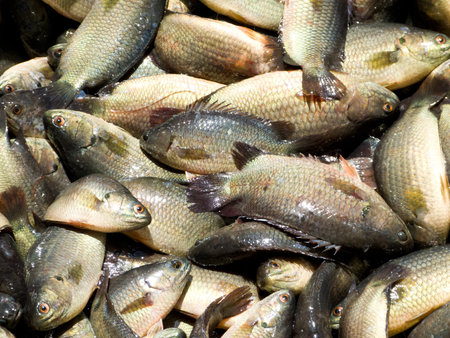 Fresh Fish in the market of Thailand it is Climbing gourami fish