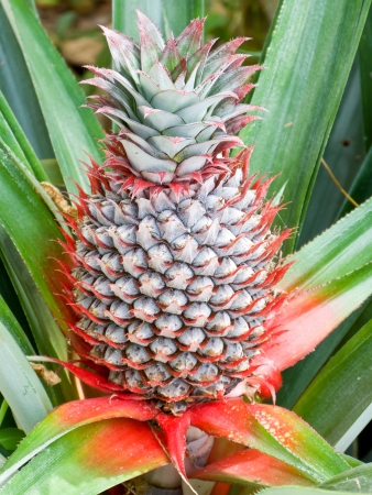 Pineapple planting in farm is tropical fruitの写真素材