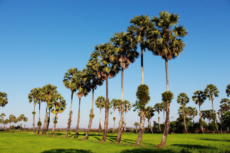 Sugar palm trees in the field ,thailand surrounded by lush green plants
