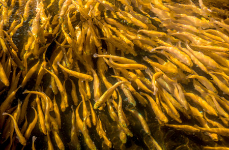 A lot of gold trout floating in a pond on a trout farm,
