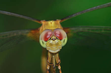 Dragon Flyの写真素材