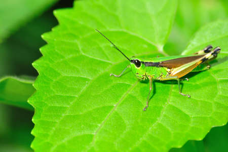 Grasshopperの写真素材