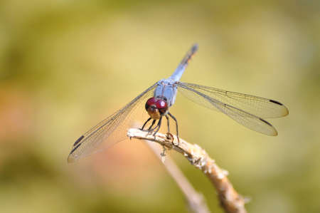 Dragon Flyの写真素材