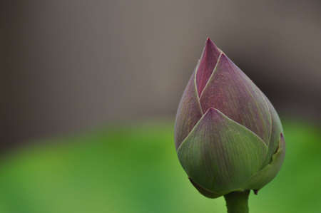 Lotusの写真素材