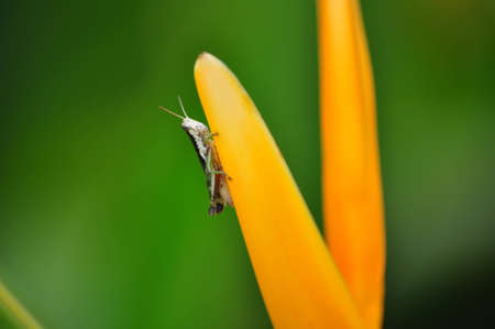 the yellow flower and the grasshoperの写真素材
