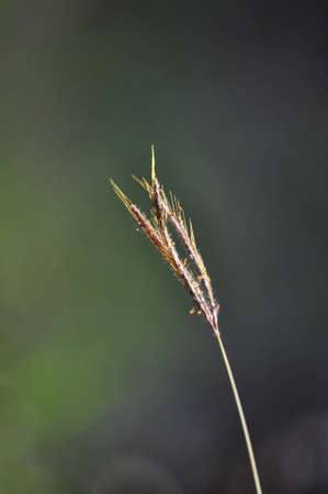 Grass at Chaingmai,Thailandの写真素材