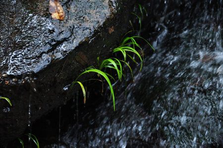 small plant in the waterfall