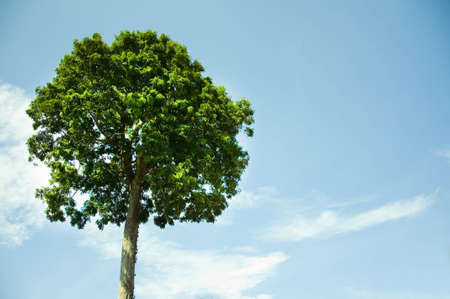 Tree and skyの写真素材