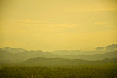 coconut farmの写真素材