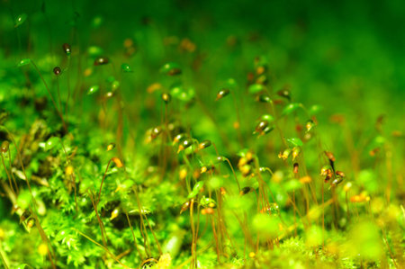 Moss