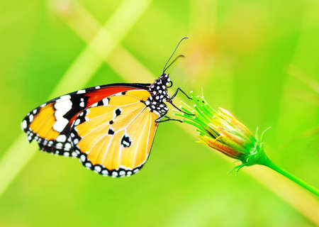 Butterflyの写真素材