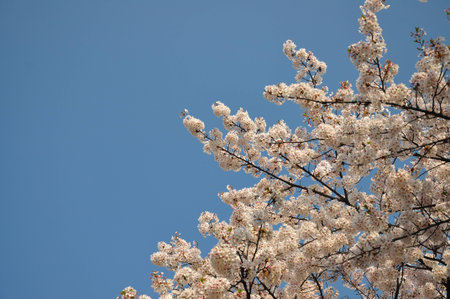 Sakura blossom