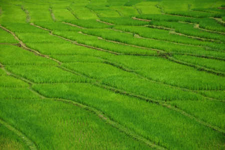 Rice fieldの写真素材