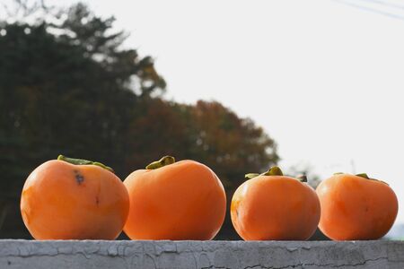 Autumn is a photograph of the home of the artist's home.の写真素材