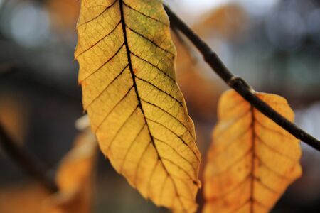 Photo taken in autumnal foliage.の写真素材
