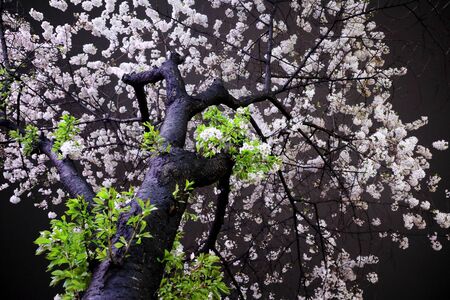 Photo taken at night with cherry blossoms.の写真素材
