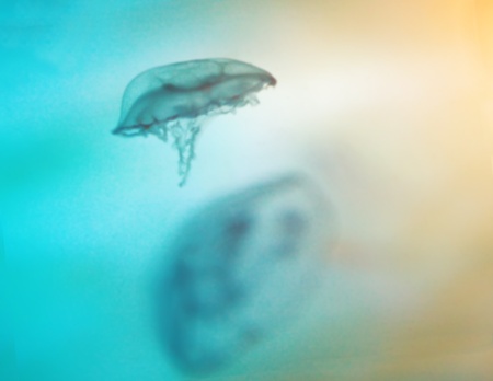 Two jellyfishes on blur marine background in the Red Seaの写真素材