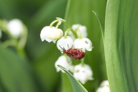 flowerの写真素材