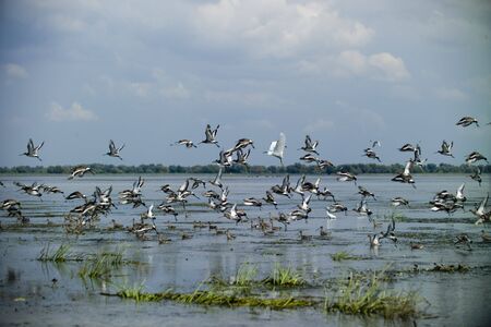 wild birds in the Danube Deltaの写真素材