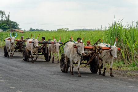 Farmers traveling by the bullock cartのeditorial素材